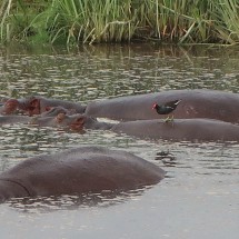 Hippos with a black bird